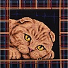 Кристальная (алмазная) мозаика "ФРЕЯ" ALBP-293 постер "Шотландская кошка" 30 х 30 см